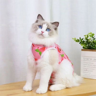 body pour chat fraises
