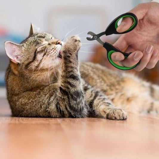 coupe griffe chat patte